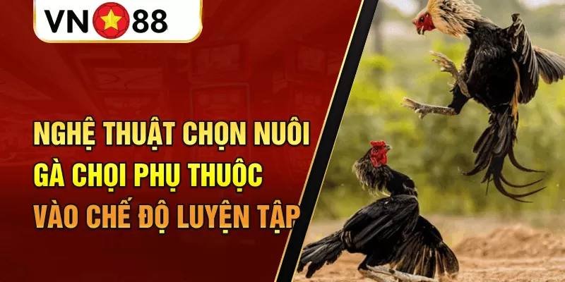 Nghệ thuật chọn nuôi gà chọi phụ thuộc vào chế độ luyện tập