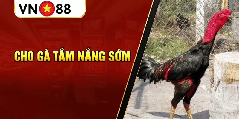 Cho gà tắm nắng sớm