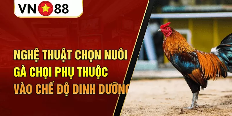 Nghệ thuật chọn nuôi gà chọi phụ thuộc vào chế độ dinh dưỡng