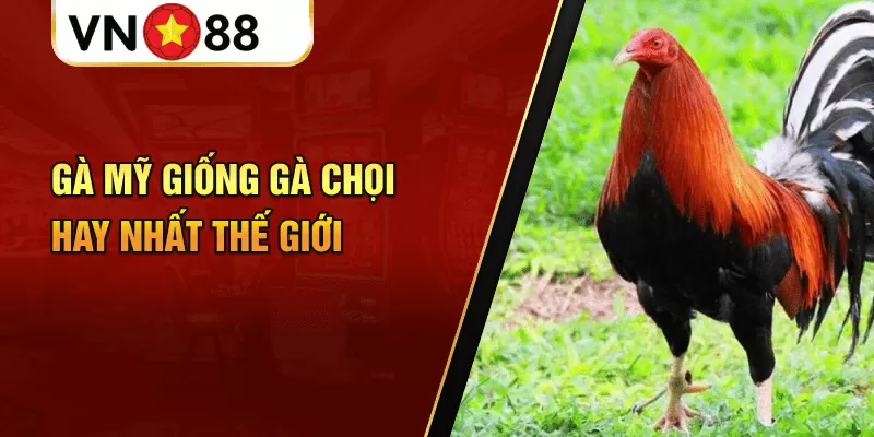 Gà Mỹ giống gà chọi hay nhất thế giới