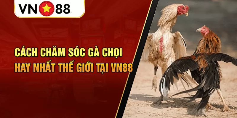 Cách chăm sóc gà chọi hay nhất thế giới tại VN88