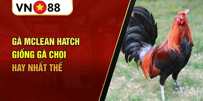 Gà McLean Hatch giống gà chọi hay nhất thế