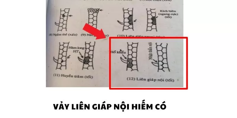 Vảy gà liên giáp nội quý hiếm như vảy gà liên giáp ngoại