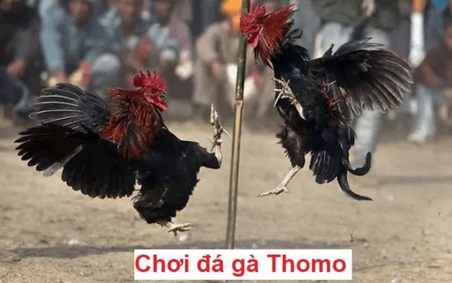 Tìm hiểu về trò chơi đá gà Thomo